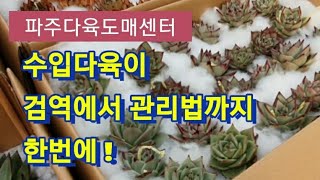 수입 다육이 검역에서 관리법까지 한번에(たにくしょくぶつ succulent 多肉植物)