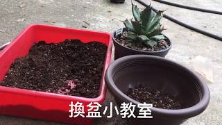 多肉植物-龍舌蘭換盆教學 (套盆法) - How to repot Agave ?