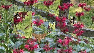 Hummingbird Clearwing Moth 2024