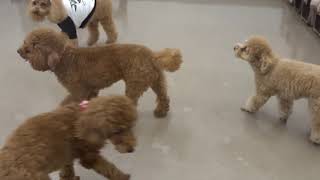 19/10/7　遊びの時間②　犬の幼稚園　FREEWAN