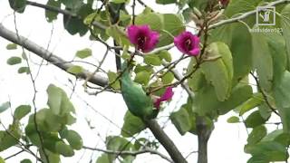 Golden-fronted Leafbird Eating Bauhinia x blakeana Honey (in Hong Kong)