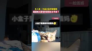 主人第一次通过监控喊猫咪，猫猫难以置信的表情也太可爱了