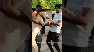 🤯🐕சம்பவம் நடந்ததுருச்சு😢 Evalo Dogs ah 😱 #shorts #madurai #chippaiparai #dogs