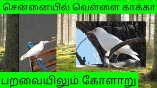 தமிழ்நாட்டில் அதிசயமான வெள்ளை காக்கா பறவையிலும் குறைபாடு White Crow | Sarirightok