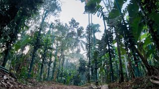 ಕಂಬಗಳಲ್ಲಿ ಕಾಳುಮೆಣಸು!! Pillar method Blackpepper farming | Annapoorna Nursery | 9845718622