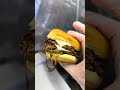 oklahoma onion burger