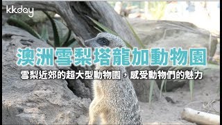 KKday【澳洲超級攻略】 雪梨塔龍加動物園