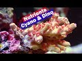 Nutrient Control & Treating Dino / Cyano : Dinoflagellates and Cyano Bacteria in your Reef Tank