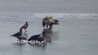 凍った池の上でカラスと戯れるオジロワシの幼鳥