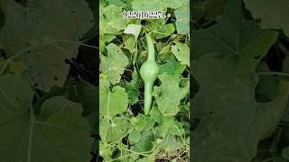 Sorakyi Pungi bhopala kaddu pungi bottle gourd Caraikka loki available patal tumdi