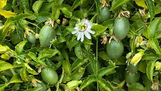 Passiflora Çarkıfelek Meyvesi - Bahçe ve Son Durum