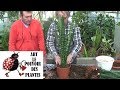 Conseils jardinage: sansevieria trifasciata: comment faire la Culture et division:  Plante verte