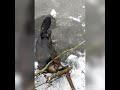 baited conibears under ice for beaver with catches.