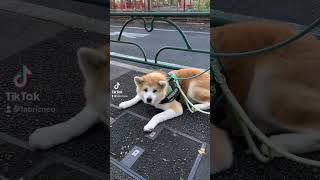 おねぇに1ミリも興味がない秋田犬のシロ#shorts #犬#いぬ#秋田犬#散歩#興味ない