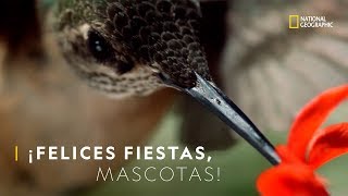 Imágenes imponentes y música relajante para tus mascotas ¡Felices Fiestas Mascotas! | Nat Geo