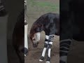 Quite possibly the cutest okapi calf | San Diego Zoo Safari Park #shorts