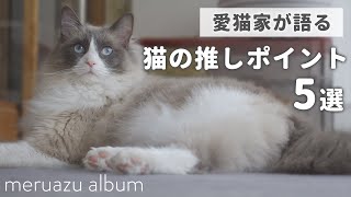 ラグドールの魅力とは？愛猫家が語る推しポイント5選