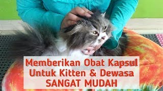 Cara Memberikan Kapsul untuk Kucing Kitten dan Dewasa