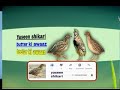 female quail sound madi batair ki awaz batair karkaree vol 7 @yaseenshikari