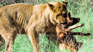 O Cão Selvagem Tentou Se Vingar do Leão Que Matou Seu Filhote, Mas Falhou!! - Documentário Animal