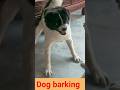 Dog fight video#dog barking#viral#shorts