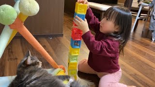 娘の遊び相手になる猫　ノルウェージャンフォレストキャットThe cat becomes a playmate. Norwegian Forest Cat.