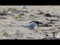 コアジサシの親子 little tern parent and child