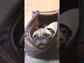 すごい眠い pug パグ 日常 犬のいる暮らし 犬のいる生活 パグのいる生活 퍼그