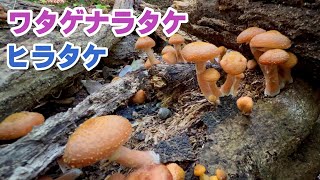 【きのこ狩り】ナラタケ狩り　ワタゲナラタケとヒラタケ