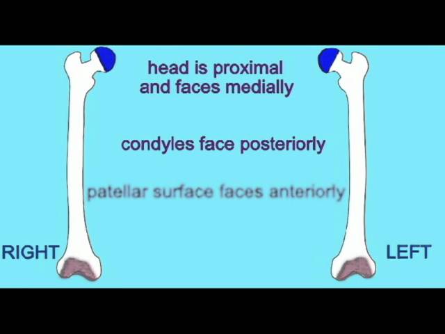 Difference Between Right And Left Humerus