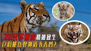 福建将放生20只华南虎，全是精选出来的猛货，它们会吃人吗？