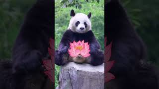 Cute giant panda打坐冥想 做一个有修为的大熊猫吸收日月精华 集天地之灵气 早日修成两脚兽哈哈哈哈哈好好当国宝吧 两脚兽可是不好当的呦