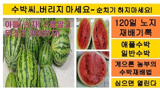 게으른 농부의 쉬운 수박재배법 (120일 노지수박농사일기)