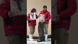 クリスマス氷ケーキが待ちきれないキラちゃん