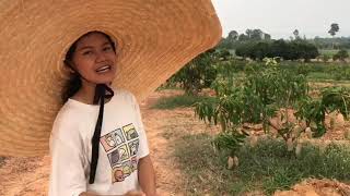 Vlog...เที่ยวชมสวนมะม่วง 5ไร่ EP.1 ไปเก็บมะม่วงกันค่าาาา | SRICHA ORGANIC PLANTS