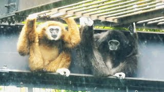 20240710 上野動物園　シロテテナガザル　ゆんゆんくんに迫るココちゃん　ゆんゆんくんのブラキエーション