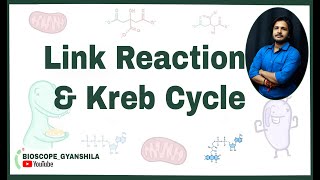 Respiration in Plants:- Link reaction, #EasyKrebscycle, Balance sheet of respiration...learn in 2x