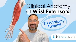 Clinical 3D Anatomy of Wrist Extensors | Physio explains key conditions you will see in clinic!