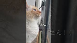 猫の鳥が来た時の反応が可愛い #shorts