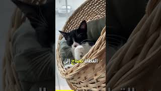 حقائق مهمة يجب أن تعرفها عن قطتك الأليفة 😸