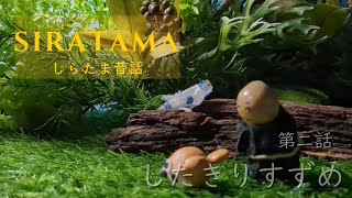 SIRATAMA しらたま昔話　第二話「したきりすずめ」　第２８１話　Stop　Motion　Animation