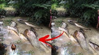 Puluhan Ikan Raksasa tiba-tiba Muncul Hebohkan Warga