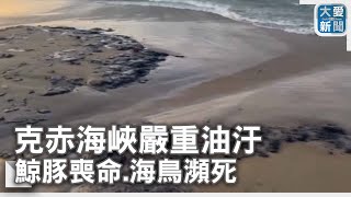 克赤海峽嚴重油汙 鯨豚喪命.海鳥瀕死｜大愛新聞 @DaaiWorldNews