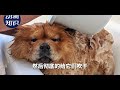 松狮犬：优点 u0026缺点！