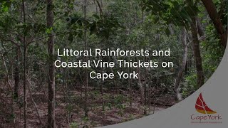 Littoral Rainforests and Coastal Vine Thickets on Cape York