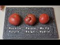 Tomato Taste Test of Rosella Purple, Purple Reign, and My F1 Hybrid