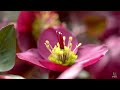 hellebore anna s red the best flowering winter rose 🌿