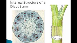 Plant Parts and Functions