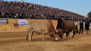 Nyuj txoos thoj USA ( Npom Pej ) VS Nyuj tooj vas vaj ( Npom kuj ) tsav loj noj 30 XKH 2022-2023