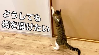 猫はこうやって襖を開ける　How to open the cat door